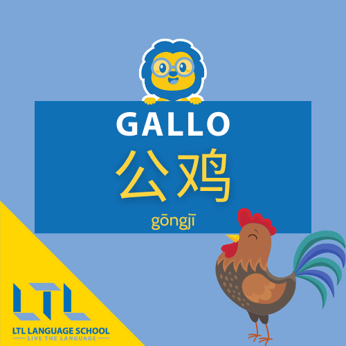 gallo in cinese